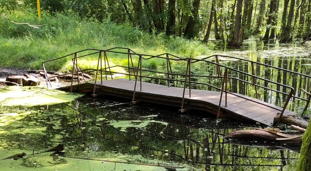 Eine Brücke über einer ruhigen, dunklen Wasseroberfläche in einem lichten Wald